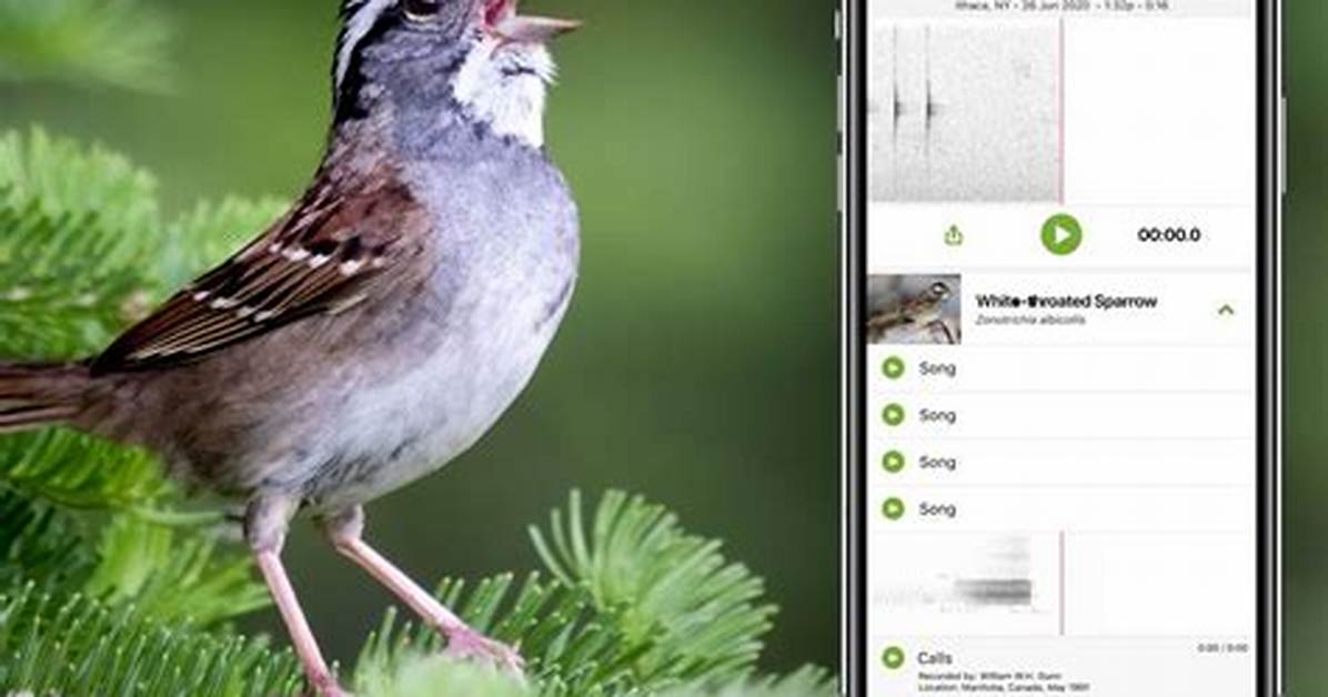 Can Google Identify Bird Sounds?