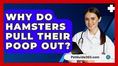 Can Hamsters Poop out Their Organs?