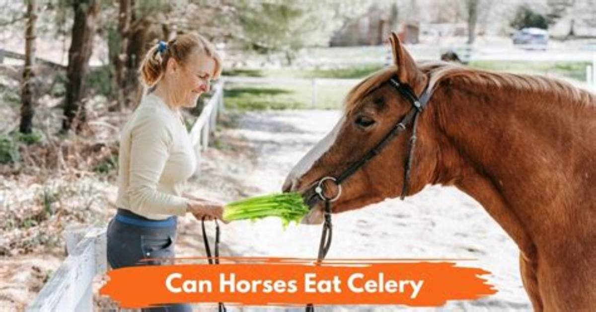 Can Horses Eat Horseradish?