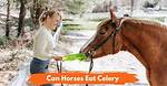 Can Horses Eat Horseradish?