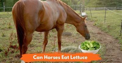 Can Horses Have Lettuce?