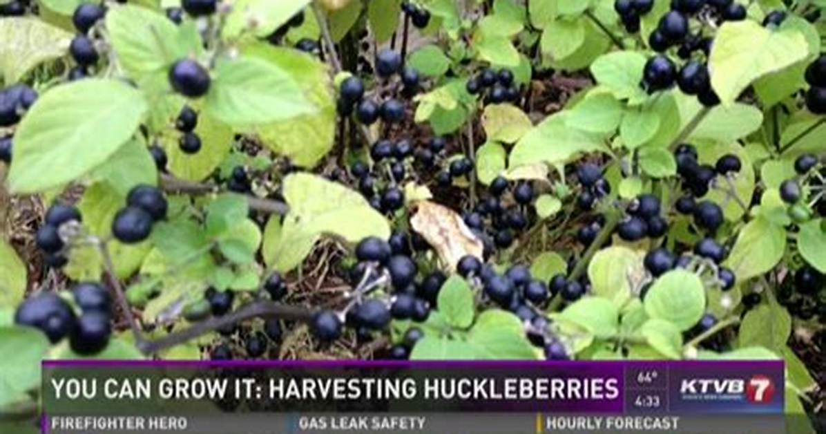 Can Huckleberries Be Cultivated?