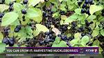 Can Huckleberries Be Cultivated?