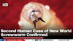 Can Humans Get Screwworm?
