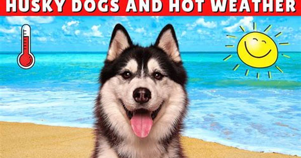 Can Husky Survive in Hot Weather?
