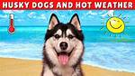 Can Husky Survive in Hot Weather?