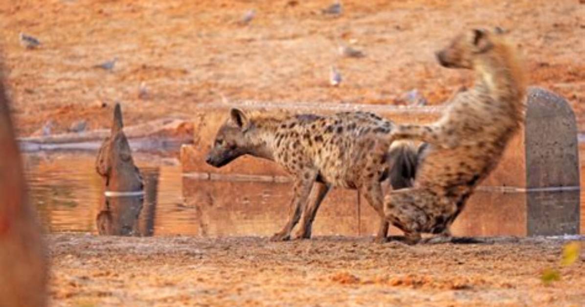Can Hyena Change Gender?