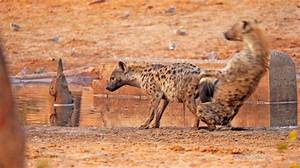 Can Hyena Change Gender?