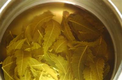 Can I Boil Neem Leaves and Drink?