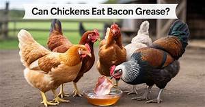 Can I Feed My Chickens Bacon Grease?