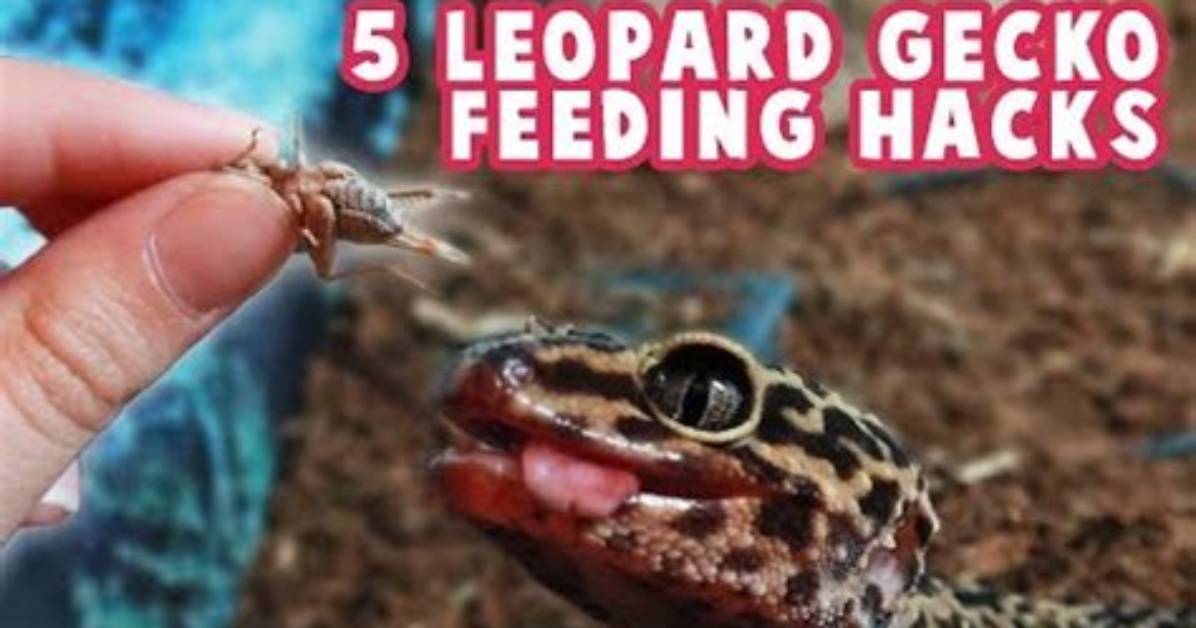 Can I Feed My Leopard Gecko Only Hornworms?