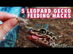 Can I Feed My Leopard Gecko Only Hornworms?