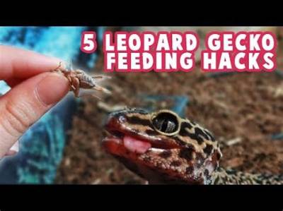 Can I Feed My Leopard Gecko Only Hornworms?