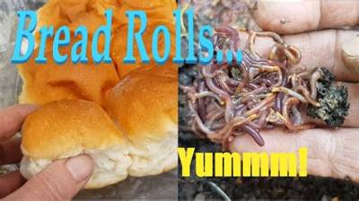 Can I Feed My Worms Bread?
