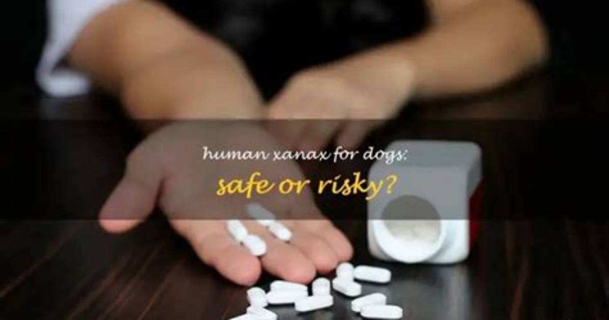 Can I Give Human Xanax to Dog?