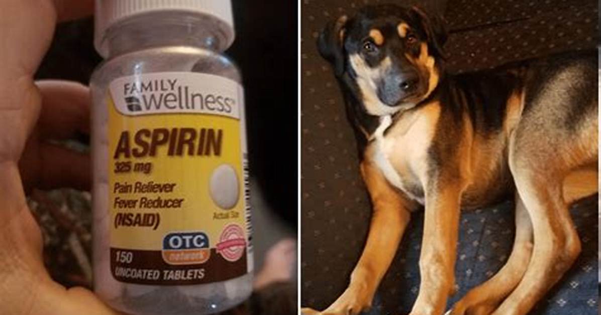 Can I Give My Dog Beer?
