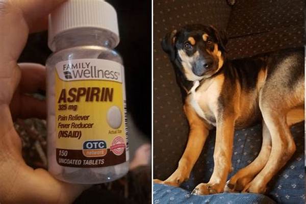 Can I Give My Dog Beer?