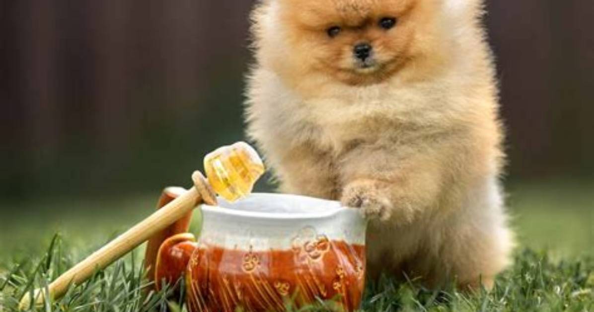 Can I Give My Dog Cbd Honey?