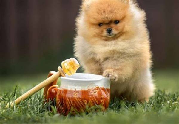 Can I Give My Dog Cbd Honey?