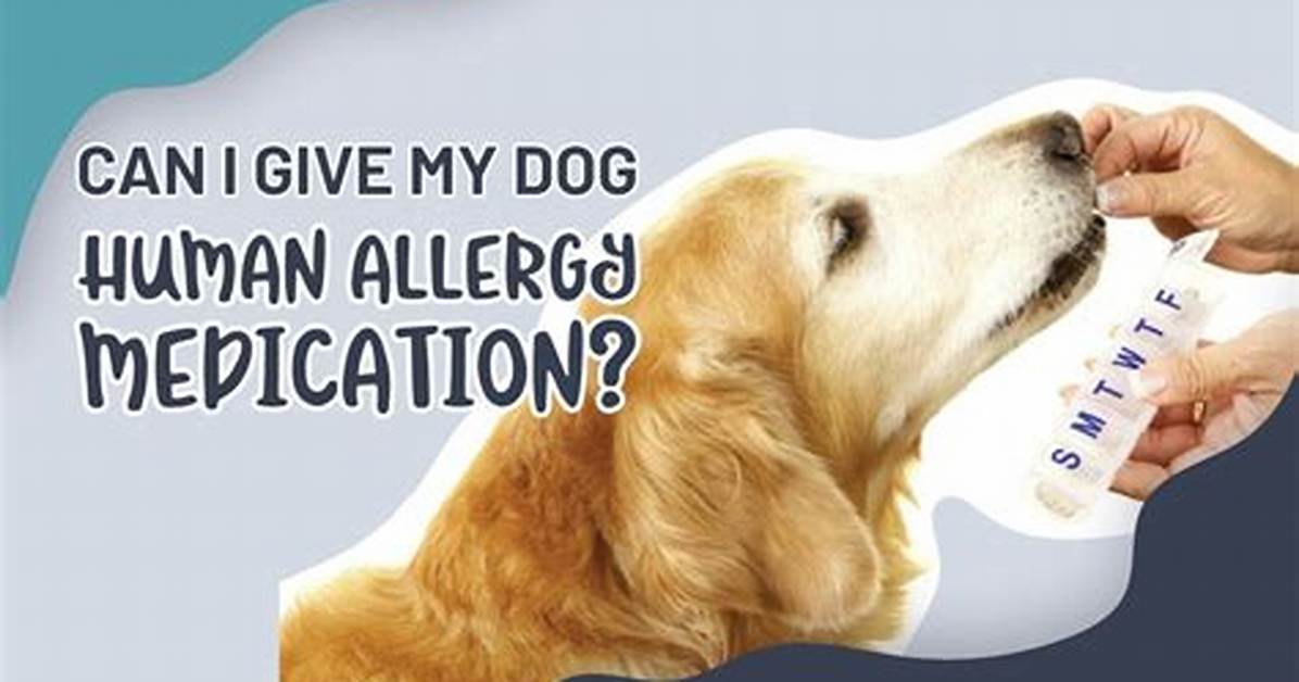 Can I Give My Dog Human Allergy Pills?