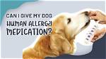 Can I Give My Dog Human Allergy Pills?