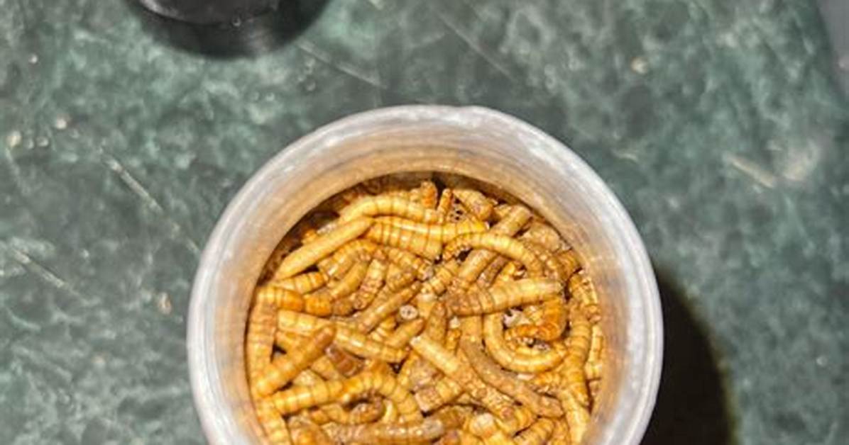 Can I Overfeed My Worms?