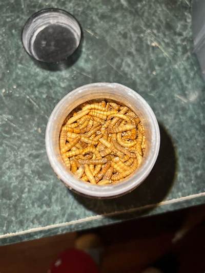 Can I Overfeed My Worms?