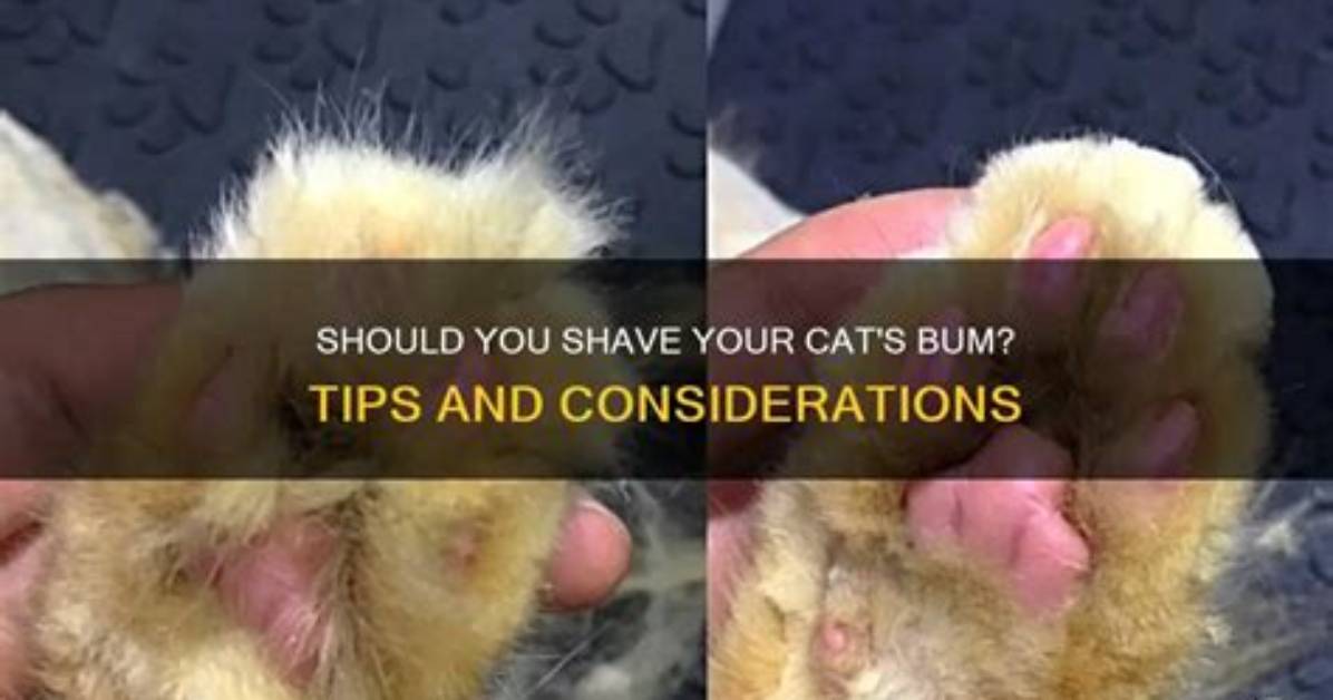 Can I Shave My Cats Bum?