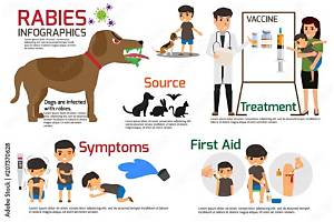Can I Take Rabies Vaccine After 4 Days?