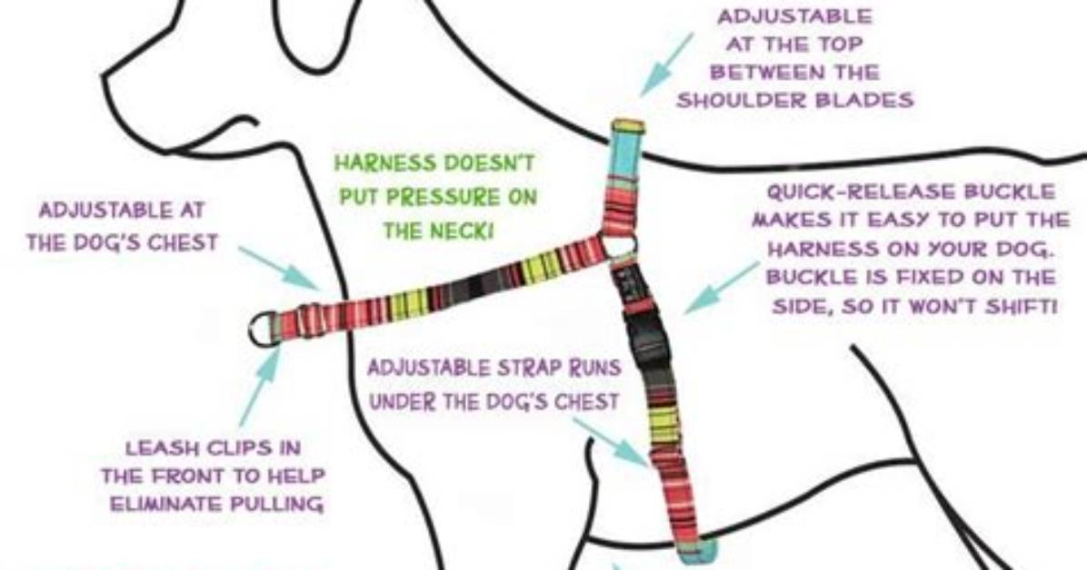 Can I Use a Dog Harness for a Duck?