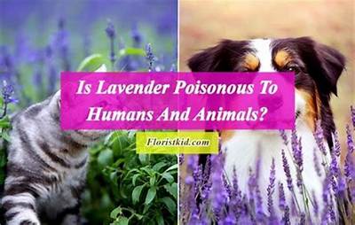 Can Lavender Be Toxic to Humans?