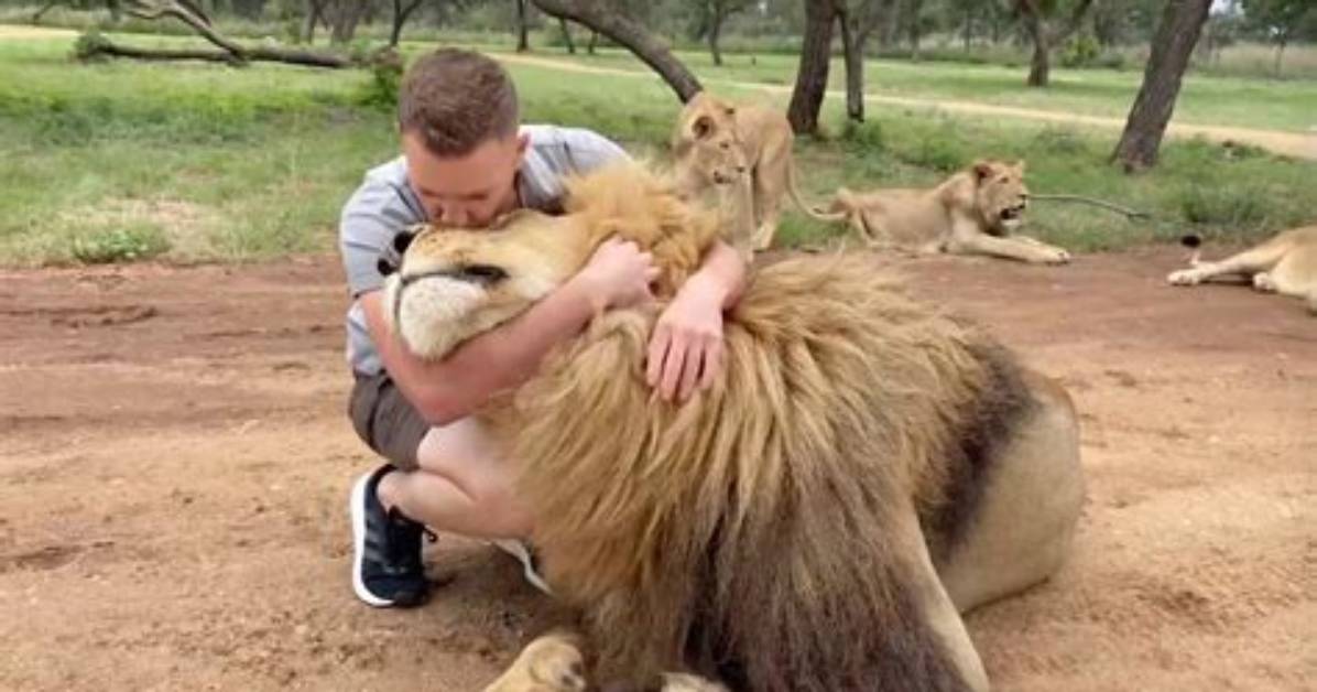 Can Lions Be Friendly?