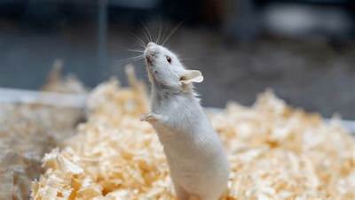 Can Mice Smell Fear?