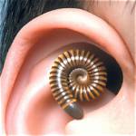 Can Millipedes Crawl in Your Ear?