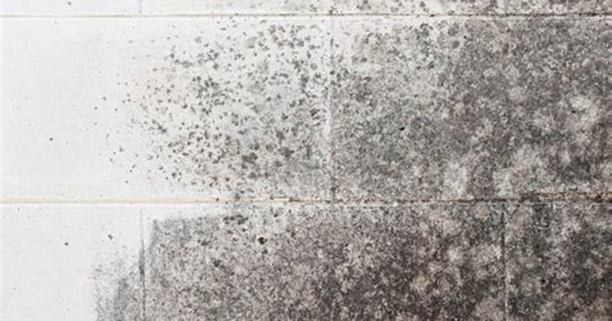 Can Mold Grow on Cinder Block Basement