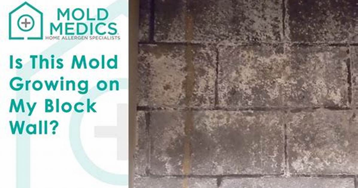 Can Mold Grow on Cinder Block