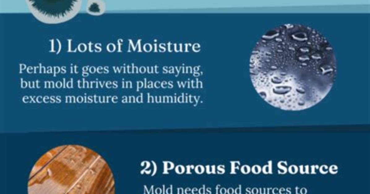 Can Mold Grow On