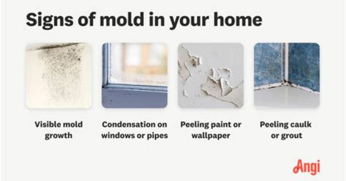 Can Mold in My House Make Me Sick?