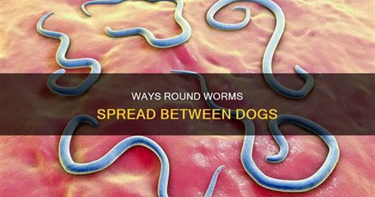 Can My Dog Catch Worms from Another Dog?