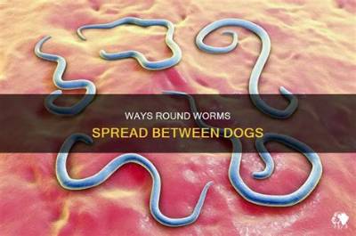 Can My Dog Catch Worms from Another Dog?