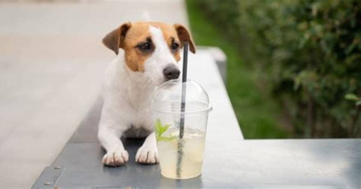Can My Dog Drink Flavored Water?
