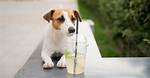 Can My Dog Drink Flavored Water?