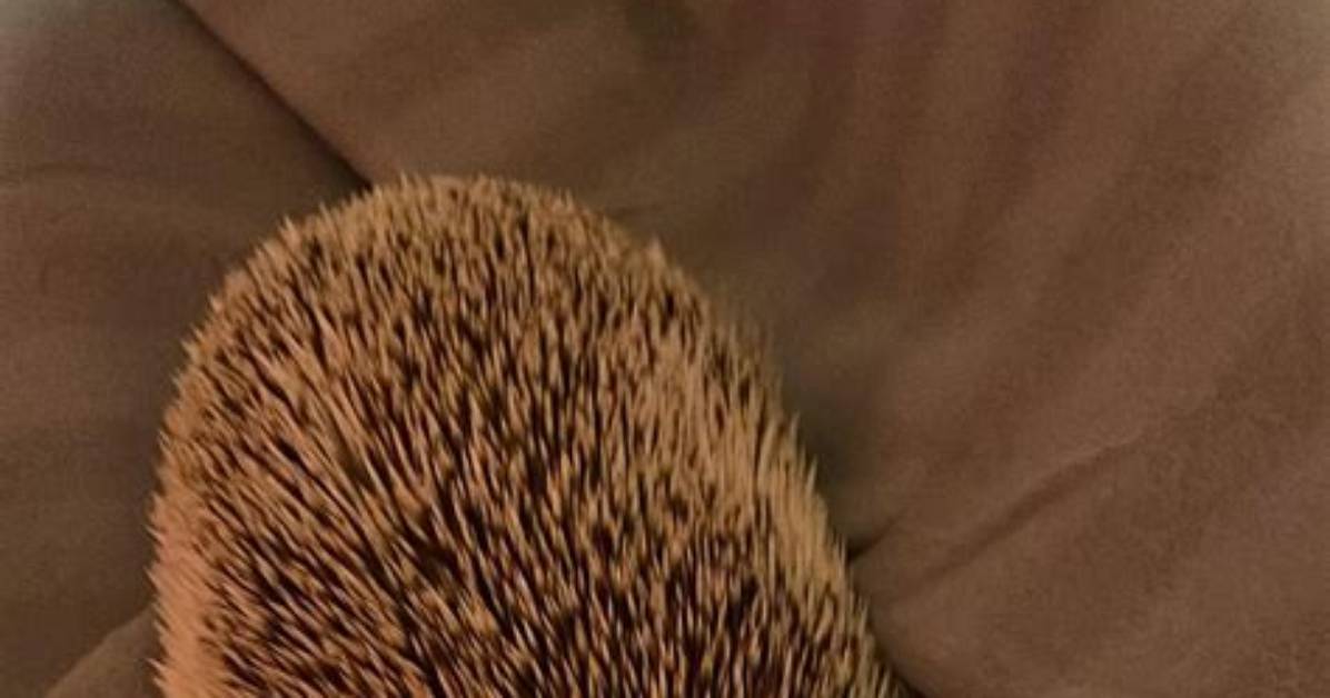 Can My Hedgehog Sleep with Me?