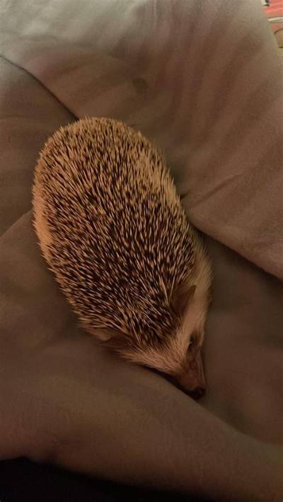 Can My Hedgehog Sleep with Me?