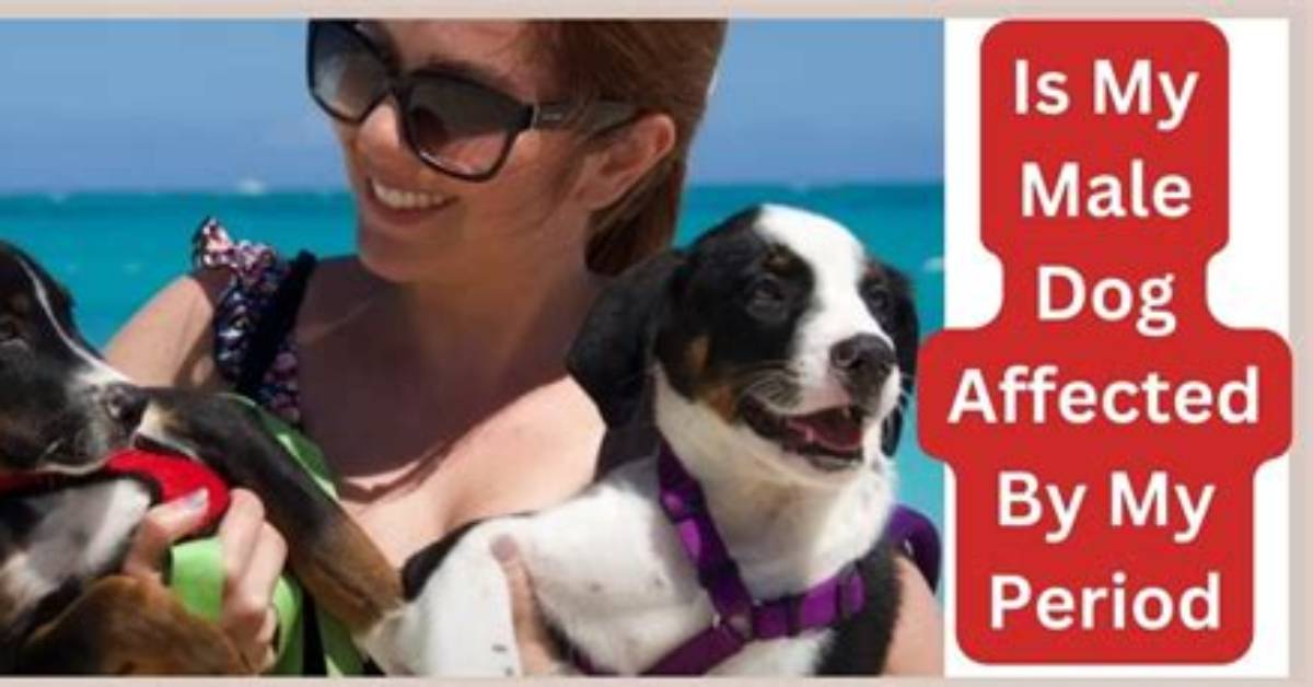 Can My Male Dog Smell My Period?