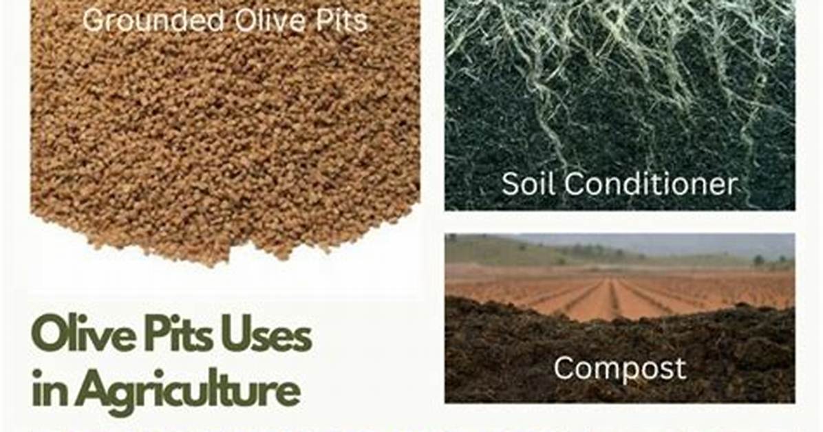 Can Olive Pits Be Composted?