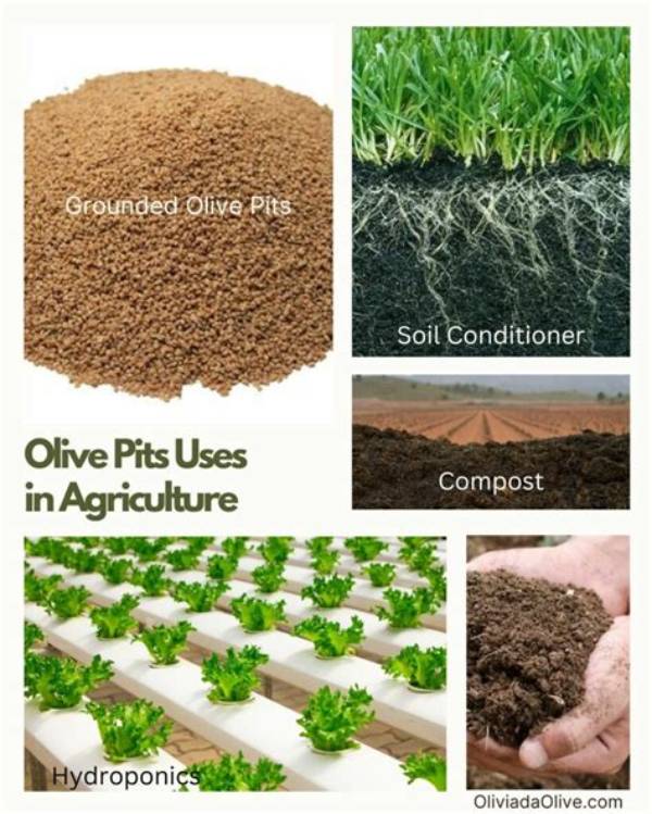 Can Olive Pits Be Composted?