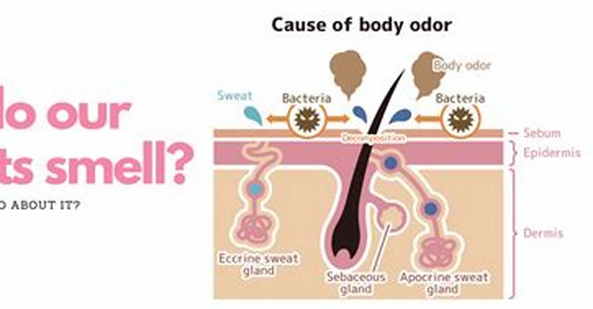 Can Others Smell My Body Odor?