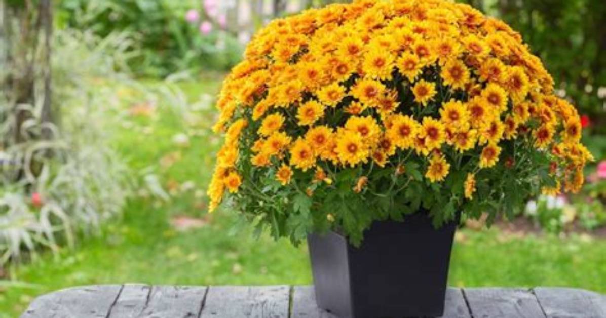 Can Potted Mums Be Planted Outside?