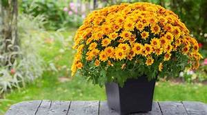 Can Potted Mums Be Planted Outside?
